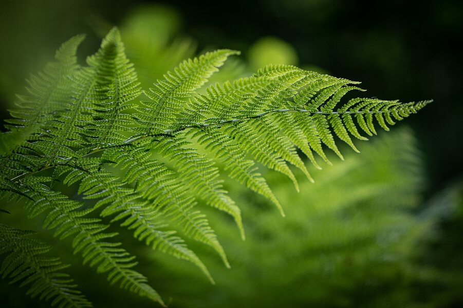 Asparagus Fern