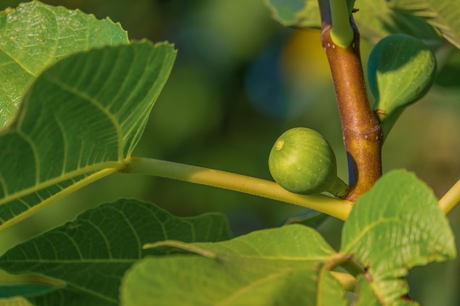 Fiddle Leaf Fig