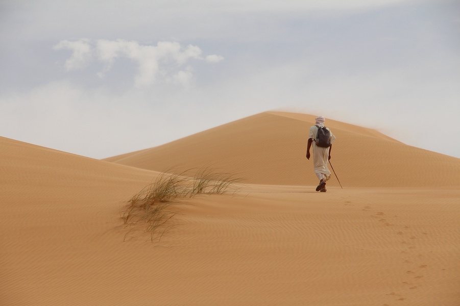 Meet the wildlife of the desert