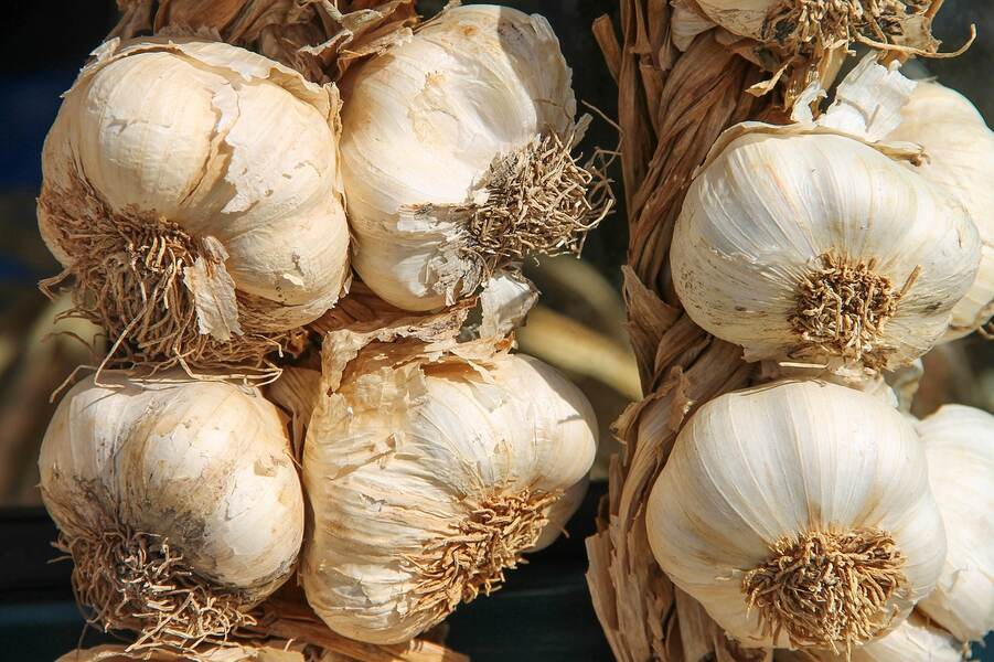 Garlic and L-arginine